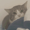 萌宠 猫咪 盯 呆萌 可爱