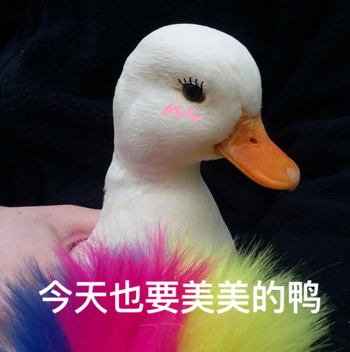 鸭gif表情包鸭gif