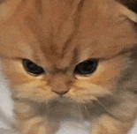 萌宠 猫咪 生气 呆萌 可爱