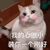 萌宠 猫咪 我的心很小 装你一个刚好 呆萌 可爱