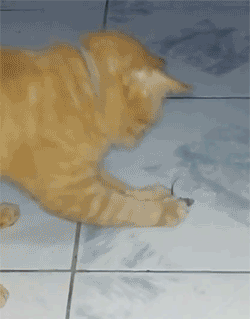 翻身盖被子的猫gif图片