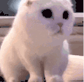 萌宠 猫咪 好奇 呆萌 可爱