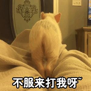 猪尾巴表情图片