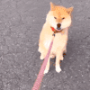 萌宠 狗狗 疑惑 呆萌 可爱