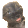 萌宠 猫咪 傻 呆萌 可爱