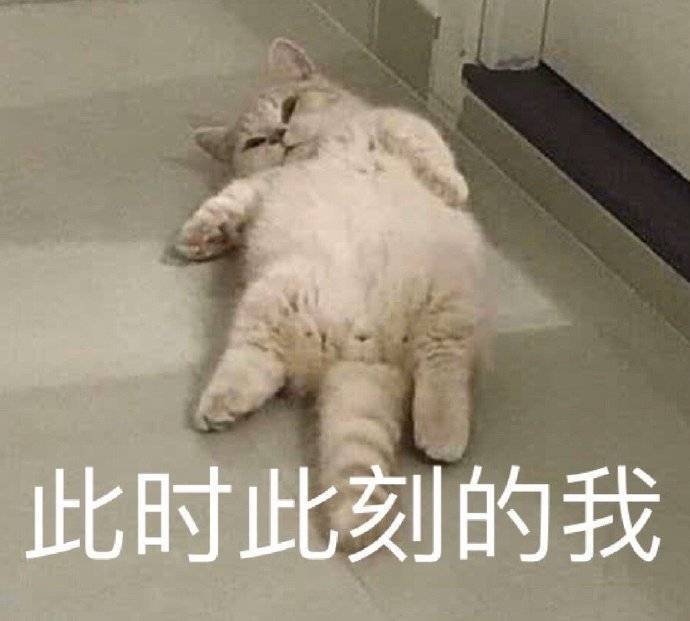 萌宠gif猫星人gif此时此刻的我gif舒服gif搞怪gif呆萌gif