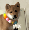 萌宠 狗狗 偷听 呆萌 可爱