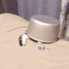 萌宠 猫咪 翻锅 呆萌 可爱