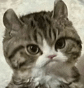 萌宠 猫咪 生气 呆萌 可爱