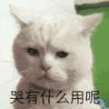 萌宠 猫咪 哭了 呆萌 可爱