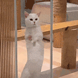 萌宠 猫咪 玻璃 呆萌 可爱