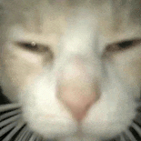 萌宠 猫咪 看 呆萌 可爱