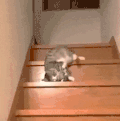 萌宠 猫 我来了 累了 呆萌 可爱