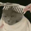 萌宠 猫咪 梳头 呆萌 可爱