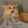 萌宠 猫咪 吓 呆萌 可爱