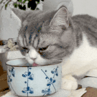 萌宠 猫咪 喝水 呆萌 可爱