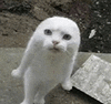 萌宠 猫咪 生气 呆萌 可爱