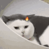 萌宠 猫咪 生气 呆萌 可爱