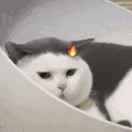 萌宠 猫咪 生气 呆萌 可爱