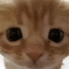 萌宠 猫咪 懵 呆萌 可爱