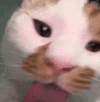 萌宠 猫咪 舔 呆萌 可爱