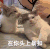 萌宠 猫咪 在你头上暴扣 呆萌 可爱