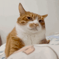 猫咪 可爱 搞怪 沙雕