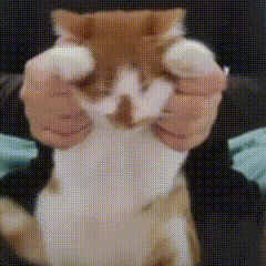 猫咪 可爱 搞怪 日常