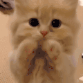 萌宠 猫咪 求 呆萌 可爱