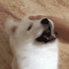 萌宠 狗 摸 呆萌 可爱