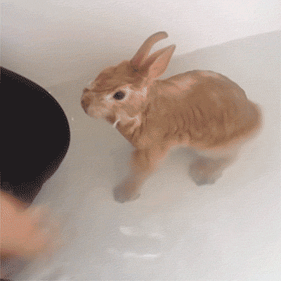 兔子洗澡甩水乖乖可爱萌宠gif动图