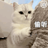 萌宠 猫咪 偷听 呆萌 可爱