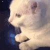萌宠 猫咪 问一下 呆萌 可爱
