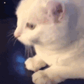 萌宠 猫咪 问一下 呆萌 可爱