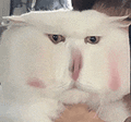 萌宠 猫咪 懵 呆萌 可爱