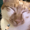 萌宠 猫咪 唱歌 呆萌 可爱