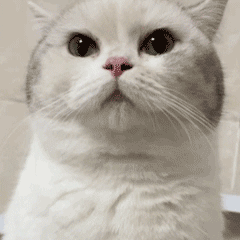 萌宠 猫咪 盯 呆萌 可爱
