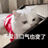 萌宠 猫咪 不爱连口气也变了 呆萌 可爱