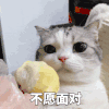 萌宠 猫咪 不愿面对 呆萌 可爱