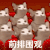 萌宠 猫咪 前排围观 呆萌 可爱