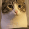 萌宠 猫咪 咬你 呆萌 可爱