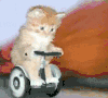 萌宠 猫咪 骑车 呆萌 可爱