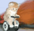 萌宠 猫咪 骑车 呆萌 可爱