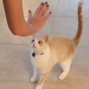 萌宠 猫咪 击掌 呆萌 可爱