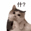 萌宠 猫咪 什 呆萌 可爱