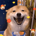 狗狗 笑 可爱 日常
