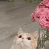 萌宠 猫咪 跳起来 呆萌 可爱