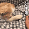 萌宠 猫咪 分手吧 呆萌 可爱