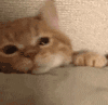 萌宠 猫咪 睡觉 呆萌 可爱
