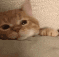 萌宠 猫咪 睡觉 呆萌 可爱